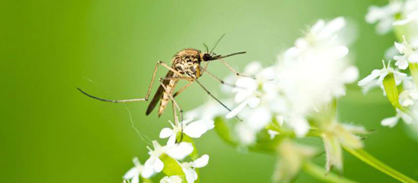 Only Female Mosquitoes Bite