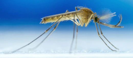 Mosquitoes Can Detect Carbon Dioxide From 75 Feet Away